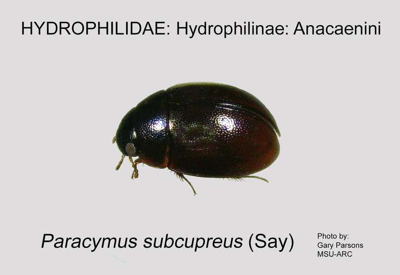 HYDRO-ANAC Paracymus subcupreus GP MSU-ARC.jpg