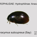HYDRO-ANAC Paracymus subcupreus GP MSU-ARC