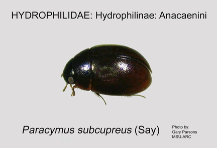 HYDRO-ANAC Paracymus subcupreus GP MSU-ARC