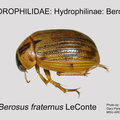 HYDRO-BERO Berosus fraternus GP MSU-ARC