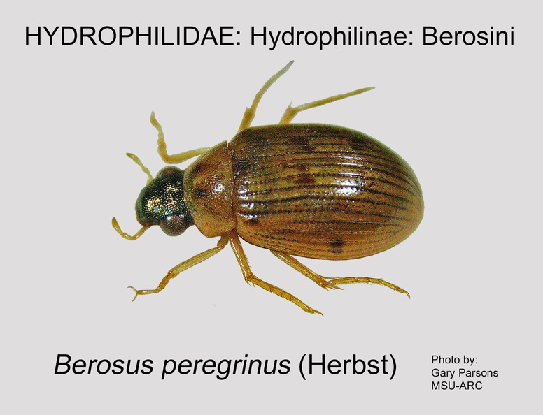 HYDRO-BERO Berosus peregrinus GP MSU-ARC