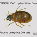 HYDRO-BERO Berosus peregrinus GP MSU-ARC