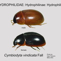 HYDRO-HYDROP Cymbiodyta vindicata GP MSU-ARC