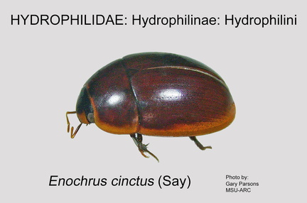 HYDRO-HYDROP Enochrus cinctus GP MSU-ARC