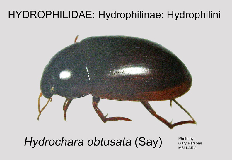 HYDRO-HYDROP Hydrochara obtusata GP MSU-ARC.jpg