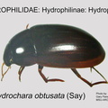 HYDRO-HYDROP Hydrochara obtusata GP MSU-ARC
