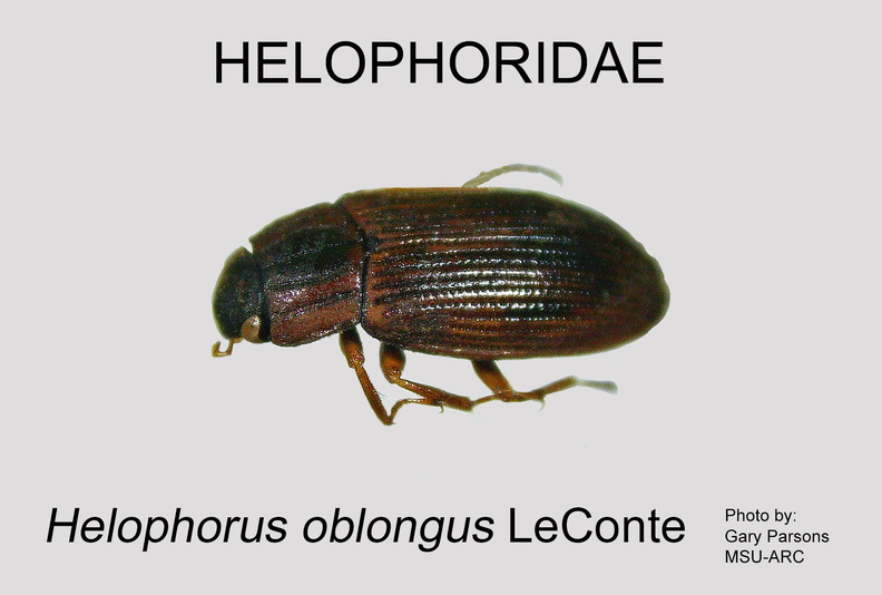 HELO Helophorus oblongus GP MSU-ARC.jpg
