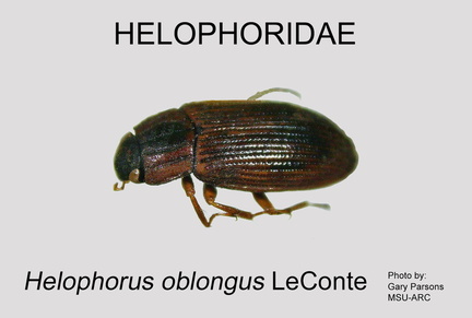 HELO Helophorus oblongus GP MSU-ARC