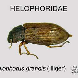 Helophoridae