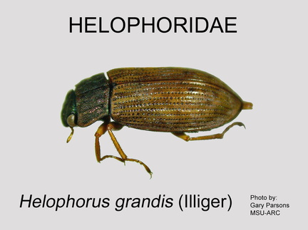 HELO Helophorus grandis GP MSU-ARC