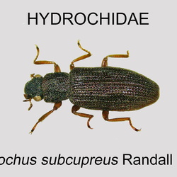Hydrochidae
