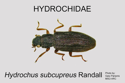 HYDROC Hydrochus subcupreus GP MSU-ARC