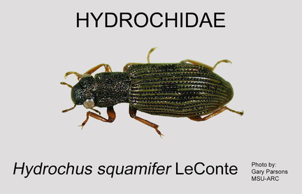 HYDROC Hydrochus squamifer GP MSU-ARC