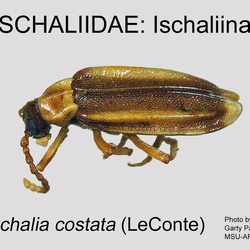 Ischaliidae