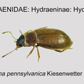 HYDR-HYDR Hydraena pennsylvanica GP MSU-ARC