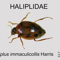 HALIP Haliplus immaculicollis GP MSU-ARC