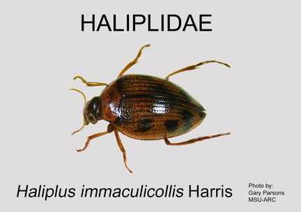 HALIP Haliplus immaculicollis GP MSU-ARC