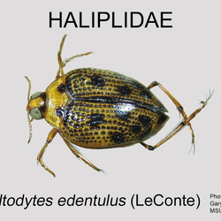 Haliplidae