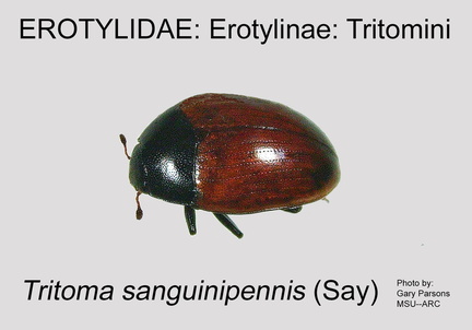 EROT-TRIT Tritoma sanguinipennis GP MSU-ARC