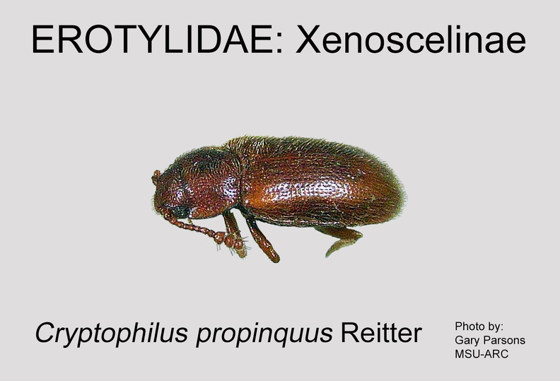 XENO Cryptophilus propinquus GP MSU-ARC