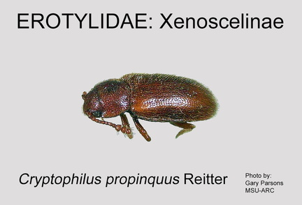 XENO Cryptophilus propinquus GP MSU-ARC