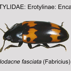 Erotylidae