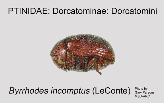 DORC-DORC Byrrhodes incomptus GP MSU-ARC