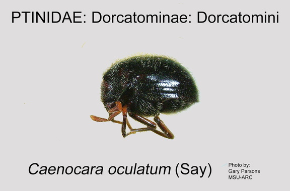 DORC-DORC Caenocara oculatum GP MSU-ARC
