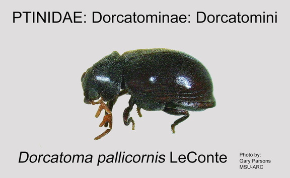 DORC-DORC Dorcatoma pallicornis GP MSU-ARC