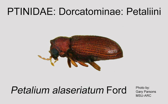DORC-PETA Petalium alaseriatum GP MSU-ARC