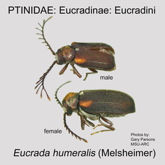 EUCR-EUCR Eucrada humeralis male GP MSU-ARC