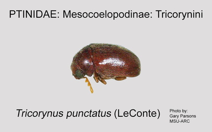MESO-TRIC Tricorynus punctatus GP MSU-ARC