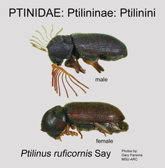 PTIL-PTIL Ptilinus ruficornis GP MSU-ARC