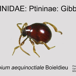 Ptinidae