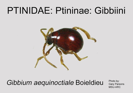 PTIN-GIBB Gibbium aequinoctiale GP MSU-ARC