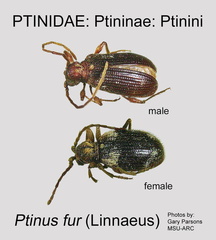 PTIN-PTIN Ptinus fur GP MSU-ARC