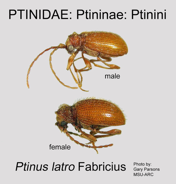 PTIN-PTIN Ptinus latro GP MSU-ARC.jpg