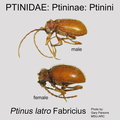 PTIN-PTIN Ptinus latro GP MSU-ARC