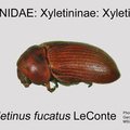 XYLE-XYLE Xyletinus fucatus GP MSU-ARC