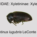 XYLE-XYLE Xyletinus lugubris GP MSU-ARC