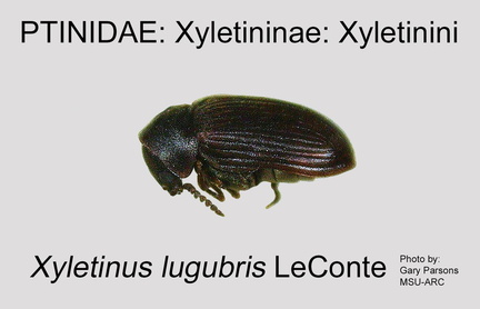 XYLE-XYLE Xyletinus lugubris GP MSU-ARC