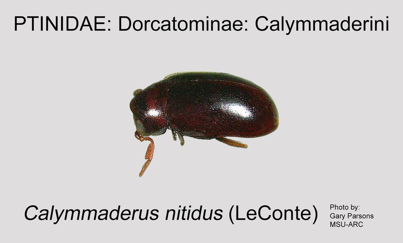 DORC-CALY Calymmaderus nitidus GP MSU-ARC.jpg