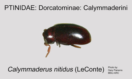 DORC-CALY Calymmaderus nitidus GP MSU-ARC