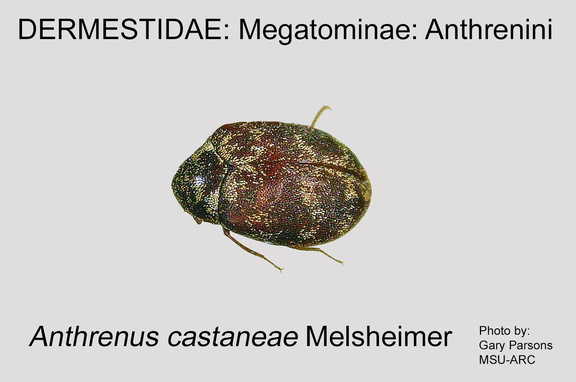 MEGA-ANTH Anthrenus castaneae GP MSU-ARC