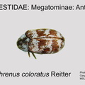 MEGA-ANTH Anthrenus coloratus GP MSU-ARC