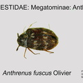 MEGA-ANTH Anthrenus fuscus  GP MSU-ARC
