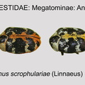 MEGA-ANTH Anthrenus scrophulariae GP MSU-ARC