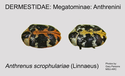 MEGA-ANTH Anthrenus scrophulariae GP MSU-ARC