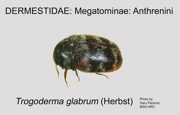 MEGA-ANTH Trogoderma glabrum GP MSU-ARC