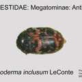 MEGA-ANTH Trogoderma inclusum GP MSU-ARC